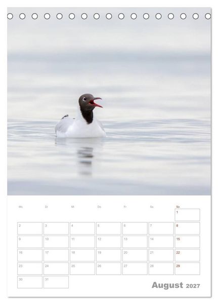 Produktbild: M&ouml;wen - die V&ouml;gel der K&uuml;ste (Tischkalender 2027 DIN A5 hoch), CALVENDO Monatskalender