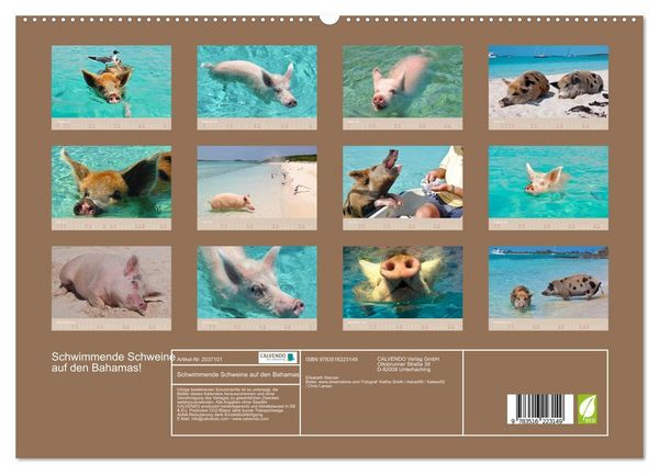 Produktbild: Schwimmende Schweine auf den Bahamas! (hochwertiger Premium Wandkalender 2026 DIN A2 quer), Kunstdruck in Hochglanz