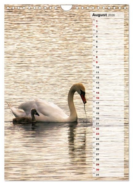 Produktbild: Stolze Schw&auml;ne (Wandkalender 2026 DIN A4 hoch), CALVENDO Monatskalender