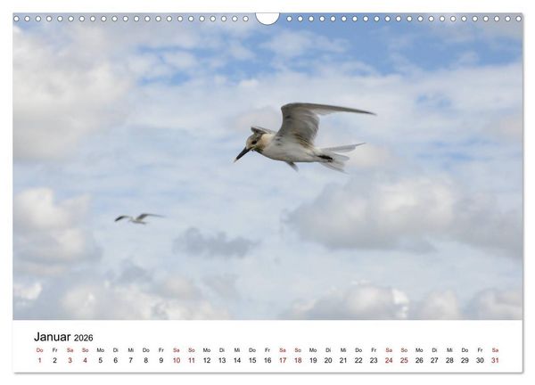 Produktbild: M&ouml;wen am Meer (Wandkalender 2026 DIN A3 quer), CALVENDO Monatskalender