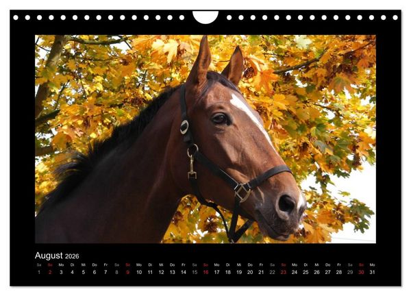 Produktbild: Zauberhafte Pferde (Wandkalender 2026 DIN A4 quer), CALVENDO Monatskalender