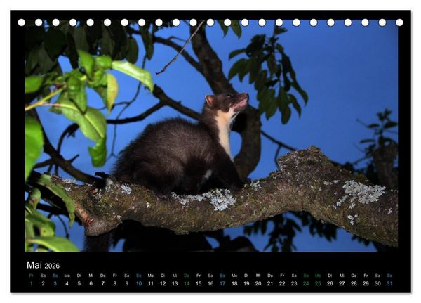 Produktbild: Marderkinder (Tischkalender 2026 DIN A5 quer), CALVENDO Monatskalender