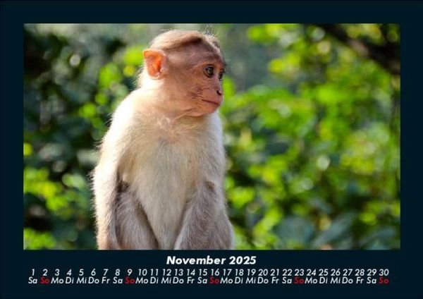 Produktbild: Affen 2025 Fotokalender DIN A5