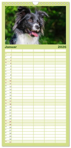 Produktbild: Familienplaner 2026 - Border Collie - Das Universalgenie unter den Hunden mit 5 Spalten (Wandkalender, 21 x 45 cm) CALVENDO