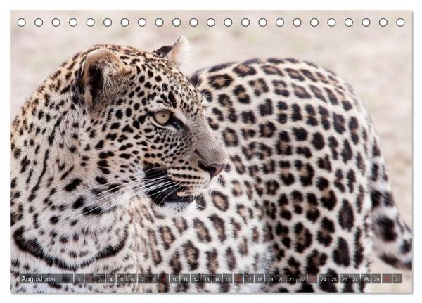 Produktbild: Raubkatzen Afrikas (Tischkalender 2026 DIN A5 quer), CALVENDO Monatskalender
