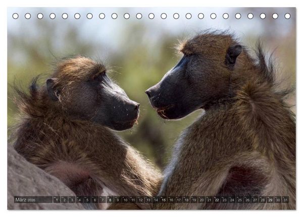 Produktbild: Botswana &ndash; Landschaft und Tierwelt (Tischkalender 2026 DIN A5 quer), CALVENDO Monatskalender