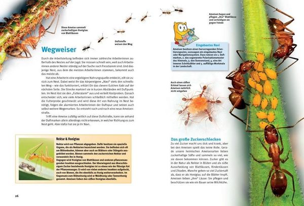 Produktbild: Entdecke die Ameisen