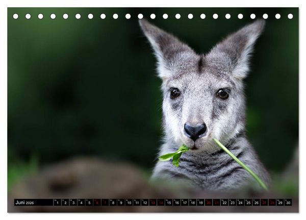 Produktbild: Wild Animals - Wilde Tiere (Tischkalender 2026 DIN A5 quer), CALVENDO Monatskalender