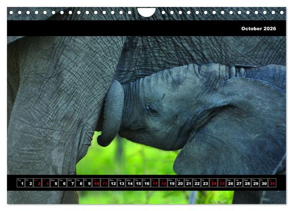 Produktbild: Elephants of Botswana (Wall Calendar 2026 DIN A4 landscape), CALVENDO 12 Month Wall Calendar