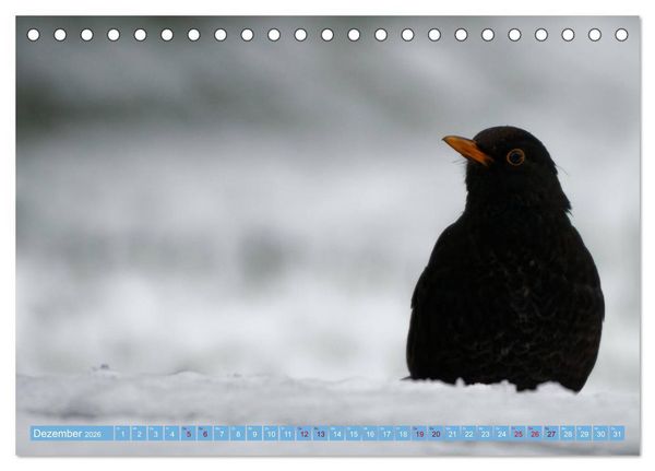 Produktbild: Amsel - Schwarzdrossel fotografiert von Ostfriesenfotografie (Tischkalender 2026 DIN A5 quer), CALVENDO Monatskalender