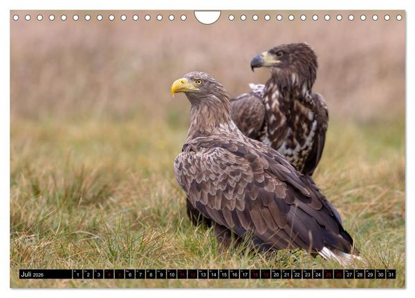 Produktbild: Seeadler in Polen (Wandkalender 2026 DIN A4 quer), CALVENDO Monatskalender