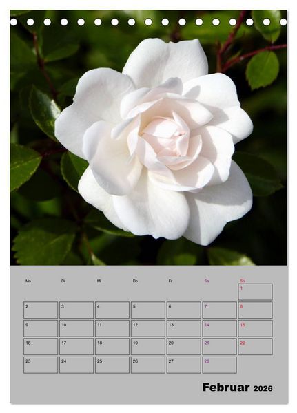 Produktbild: Rosen - Symbol der Liebe und Verehrung (Tischkalender 2026 DIN A5 hoch), CALVENDO Monatskalender
