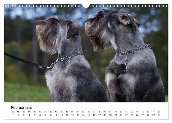Produktbild: Schnauzer... von Zwergen und Riesen 2026 (Wandkalender 2026 DIN A3 quer), CALVENDO Monatskalender