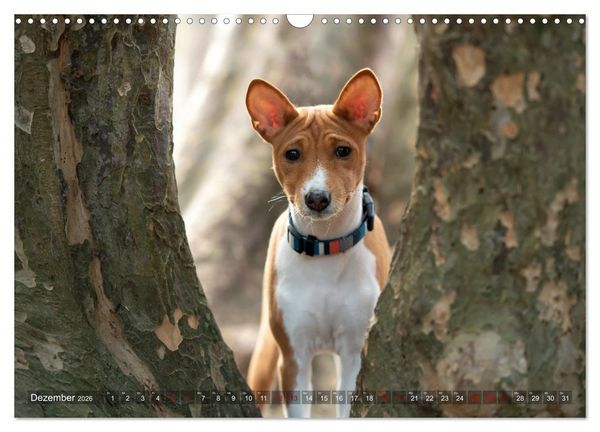 Produktbild: Basenji-Sch&ouml;nheiten (Wandkalender 2026 DIN A3 quer), CALVENDO Monatskalender