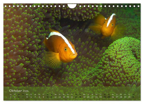 Produktbild: Anemonenfische - Streitbare Gesellen (Wandkalender 2026 DIN A4 quer), CALVENDO Monatskalender