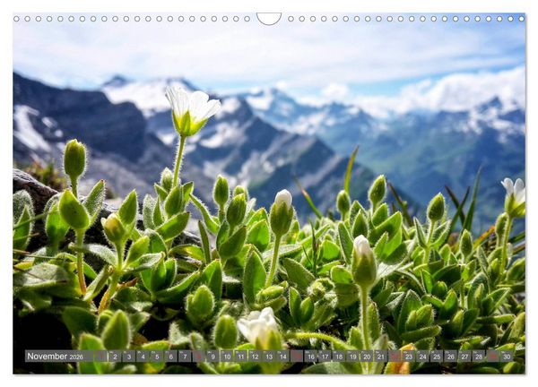 Produktbild: Flora der Alpen (Wandkalender 2026 DIN A3 quer), CALVENDO Monatskalender