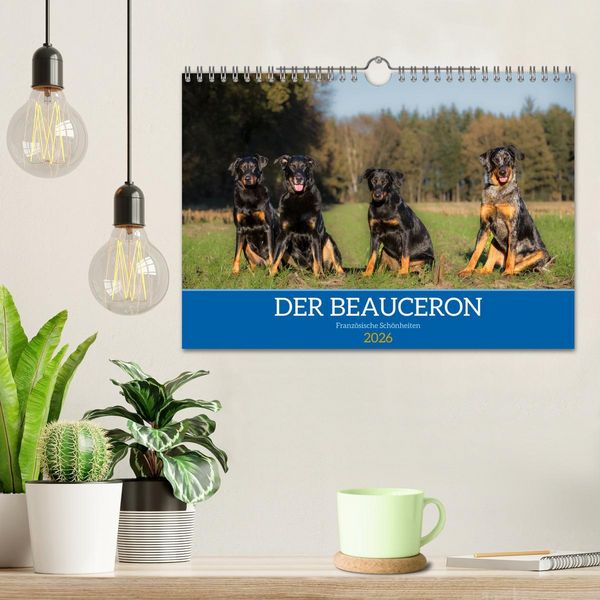 Produktbild: Der Beauceron (Wandkalender 2026 DIN A4 quer), CALVENDO Monatskalender