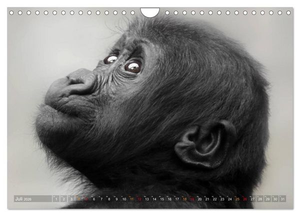 Produktbild: MENSCHENAFFENKINDER 2 (Wandkalender 2026 DIN A4 quer), CALVENDO Monatskalender