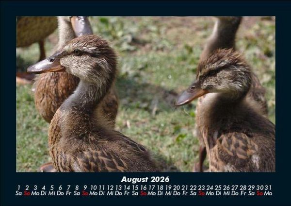 Produktbild: Enten 2026 Fotokalender DIN A5