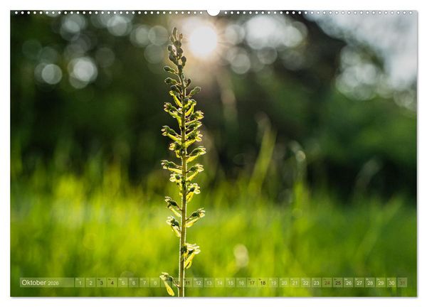 Produktbild: Orchideenzeit auf der Schw&auml;bischen Alb (hochwertiger Premium Wandkalender 2026 DIN A2 quer), Kunstdruck in Hochglanz