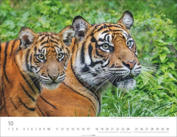 Produktbild: Tiger Kalender 2027