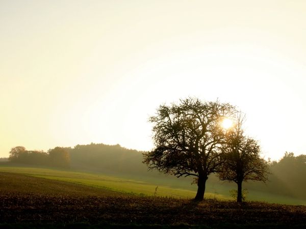 Produktbild: CALVENDO Puzzle Apfelb&auml;ume im Odenwald | 1000 Teile Lege-Gr&ouml;&szlig;e 64 &times; 48 cm Foto-Puzzle f&uuml;r gl&uuml;ckliche Stunden