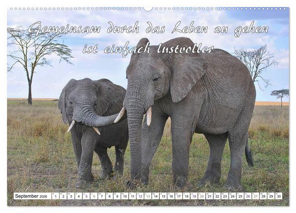 Produktbild: Tierbabies - Spruchkalender (Wandkalender 2026 DIN A2 quer), CALVENDO Monatskalender