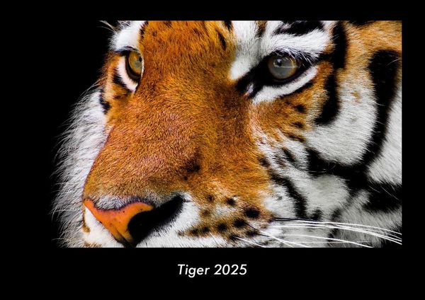 Produktbild: Tiger 2025 Fotokalender DIN A3
