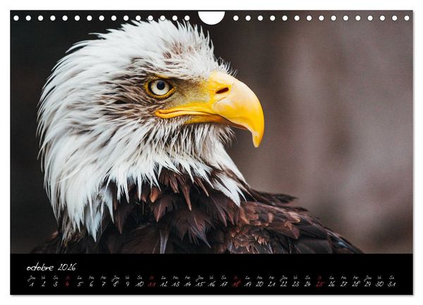 Produktbild: FACES DE RAPACES (Calendrier mural 2026 DIN A4 vertical), CALVENDO calendrier mensuel