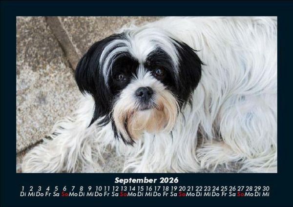 Produktbild: Der Hundekalender 2026 Fotokalender DIN A5