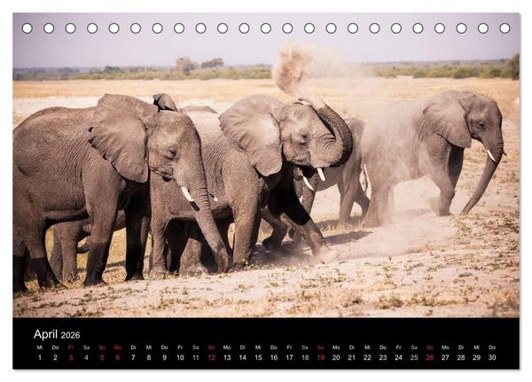 Produktbild: Elefanten - Die sanften Riesen Afrikas (Tischkalender 2026 DIN A5 quer), CALVENDO Monatskalender