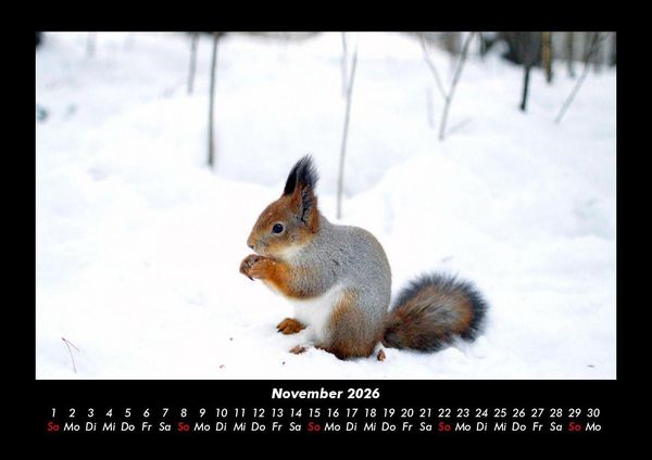 Produktbild: Waldbewohner 2026 Fotokalender DIN A3