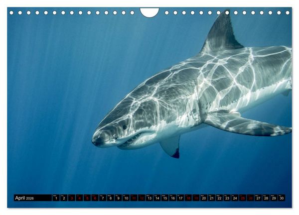 Produktbild: The Great White Shark: King of the Ocean (Wall Calendar 2026 DIN A4 landscape), CALVENDO 12 Month Wall Calendar