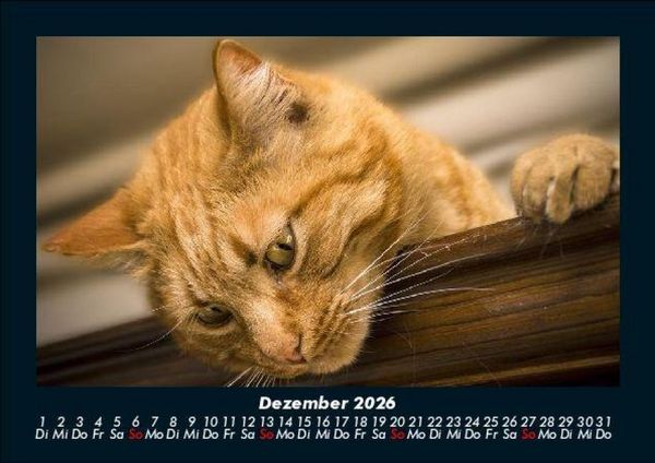 Produktbild: F&uuml;r Katzenfreunde 2026 Fotokalender DIN A5