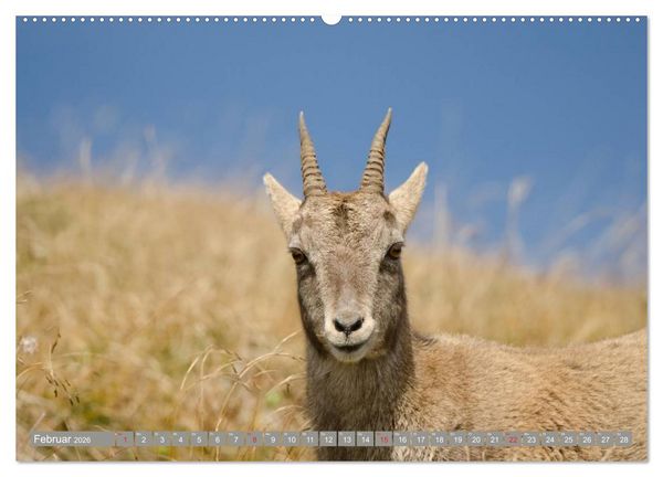 Produktbild: Steinwild am Pilatus (hochwertiger Premium Wandkalender 2026 DIN A2 quer), Kunstdruck in Hochglanz