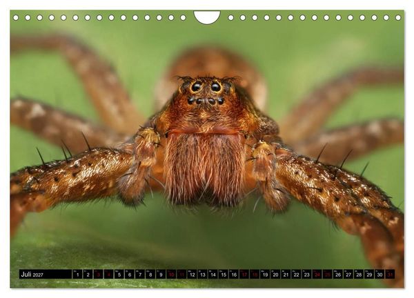 Produktbild: Faszination Makrofotografie: Spinnen (Wandkalender 2027 DIN A4 quer), CALVENDO Monatskalender