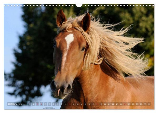 Produktbild: Faszination Kaltblut (Wandkalender 2026 DIN A3 quer), CALVENDO Monatskalender