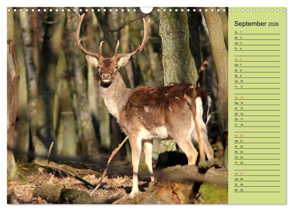 Produktbild: Hirsche - K&ouml;nige des Waldes/Geburtstagskalender (Wandkalender 2026 DIN A3 quer), CALVENDO Monatskalender
