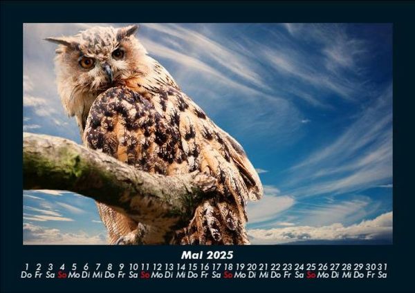 Produktbild: V&ouml;gel 2025 Fotokalender DIN A5