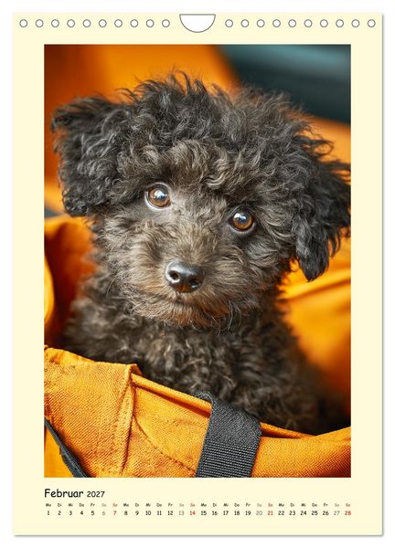 Produktbild: Pudelzauber. Flauschige Hunde f&uuml;r Herz und Seele (Wandkalender 2027 DIN A4 hoch), CALVENDO Monatskalender