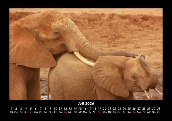 Produktbild: Tierkalender 2026 Fotokalender DIN A3