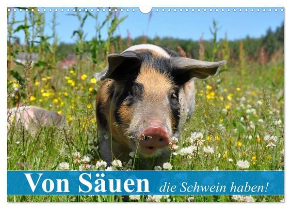 Produktbild: Von S&auml;uen die Schwein haben! (Wandkalender 2026 DIN A3 quer), CALVENDO Monatskalender