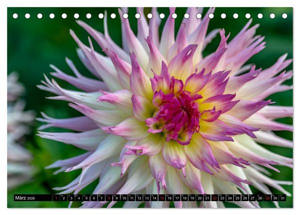 Produktbild: Dahlien - Blumenwunder der Natur (Tischkalender 2026 DIN A5 quer), CALVENDO Monatskalender