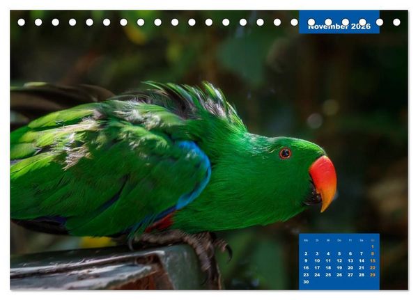 Produktbild: Papageien - Frech, sch&ouml;n und schlau (Tischkalender 2026 DIN A5 quer), CALVENDO Monatskalender