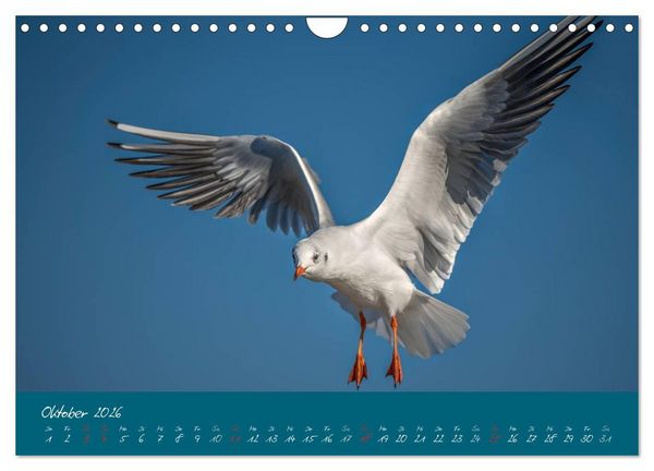 Produktbild: Blick auf die Halbinsel Fischland, Dar&szlig; und Zingst (Wandkalender 2026 DIN A4 quer), CALVENDO Monatskalender