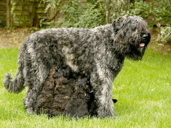 Produktbild: CALVENDO Puzzle Ein Motiv aus dem Kalender Bouvier des Flandres | 1000 Teile Lege-Gr&ouml;&szlig;e 64x48cm Foto-Puzzle f&uuml;r gl&uuml;ckliche Stunden
