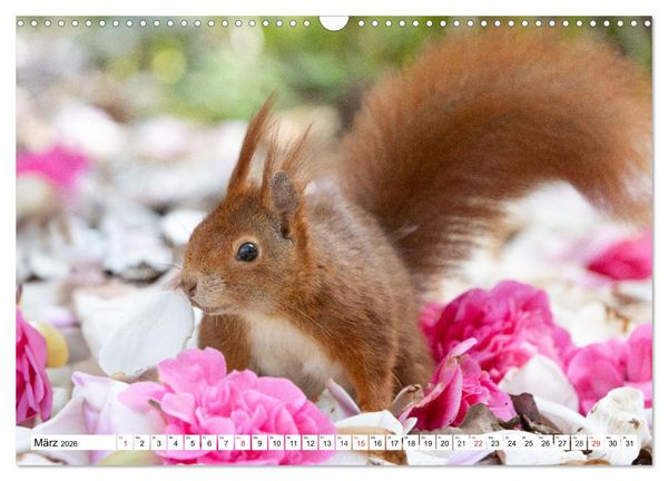 Produktbild: Eichh&ouml;rnchen im K&ouml;niglichen Garten (Wandkalender 2026 DIN A3 quer), CALVENDO Monatskalender