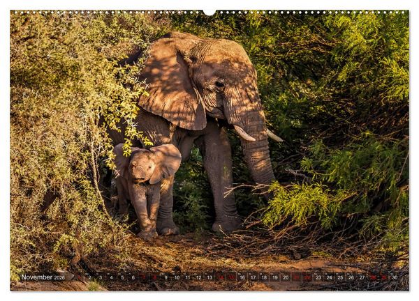 Produktbild: Namibias faszinierende Tierwelt (hochwertiger Premium Wandkalender 2026 DIN A2 quer), Kunstdruck in Hochglanz