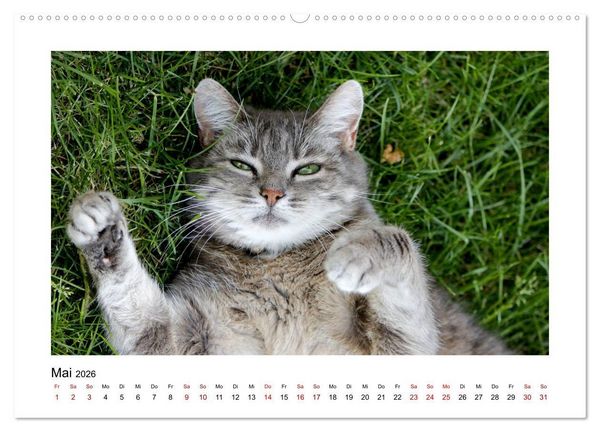 Produktbild: Stra&szlig;entiger auf Samtpfoten (hochwertiger Premium Wandkalender 2026 DIN A2 quer), Kunstdruck in Hochglanz
