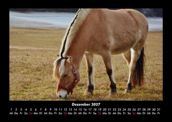 Produktbild: Pferde Kalender 2027 Fotokalender DIN A3